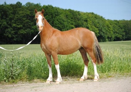 beautiful chestnut mare